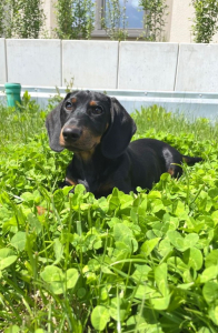 Rudi